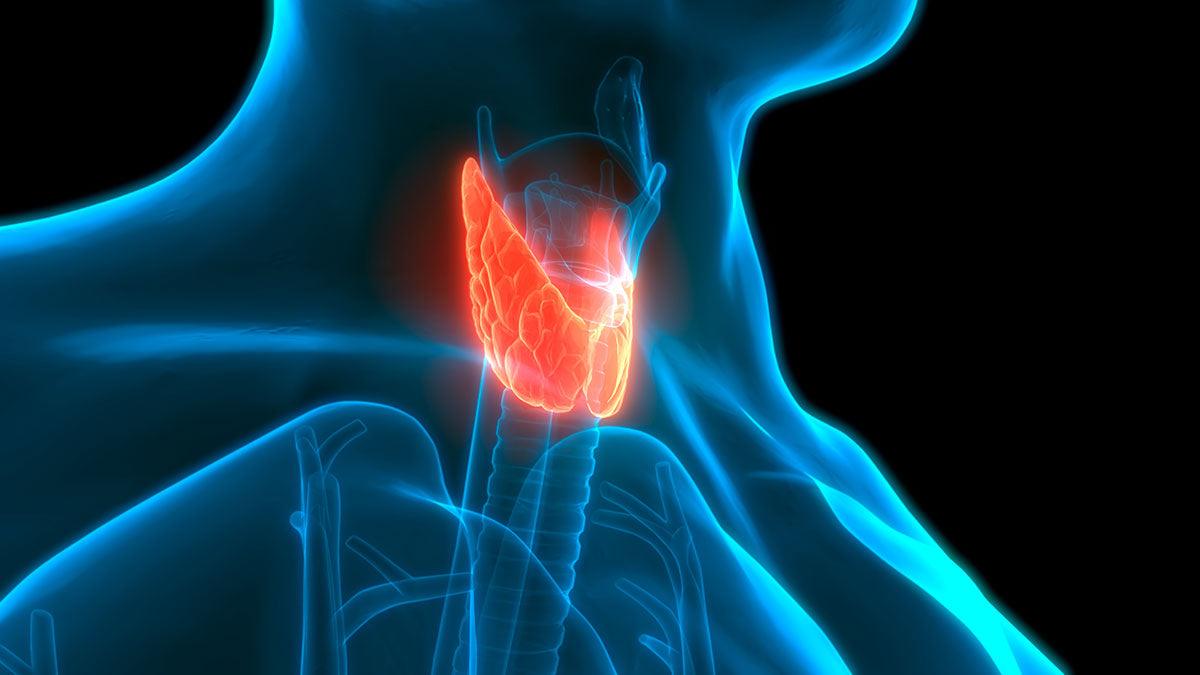Sistema Endocrino - Tikafarma