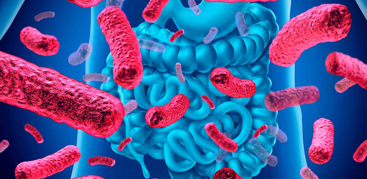 Flora Intestinal