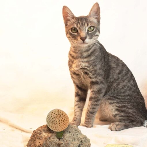 Pelotita de Catnip - Estimulante Natural y Juguete Divertido