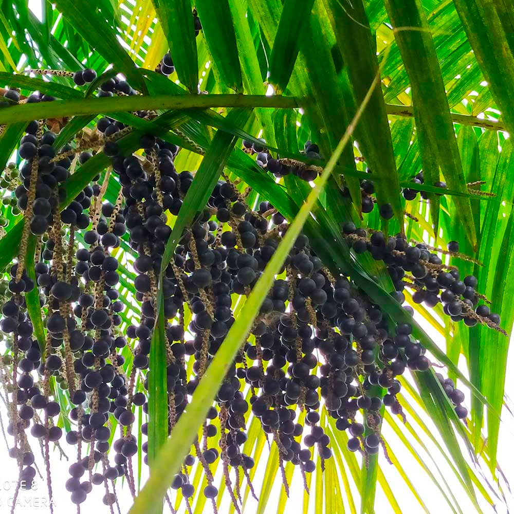 Acai Berry en cápsulas (100 x 400mg)