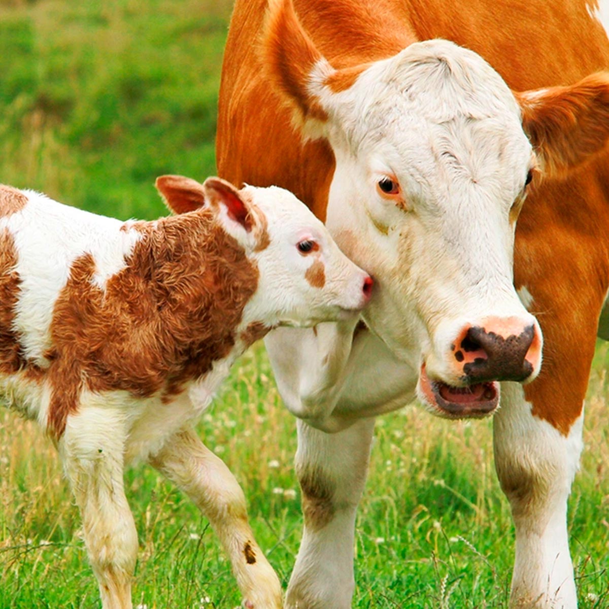 Calostro de Bovino en cápsulas (100 x 500mg)