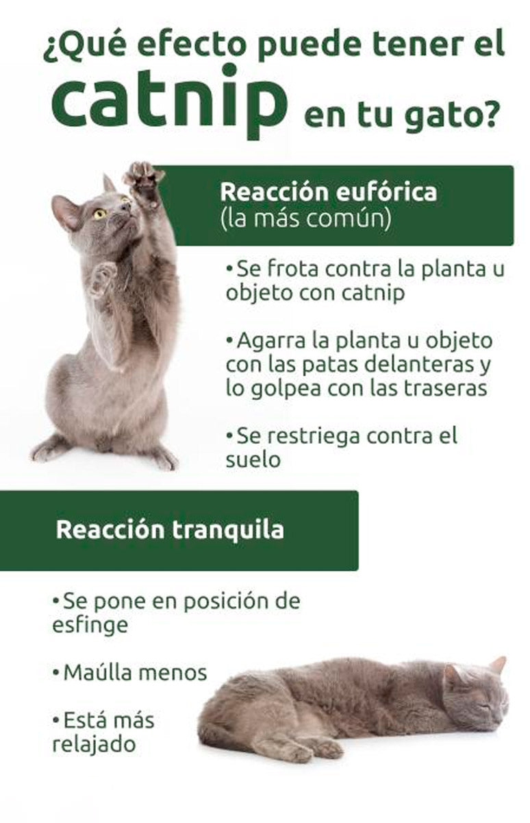 Catnip o Hierba Gatuna - Estimulante Natural y Juguete Divertido x 5g