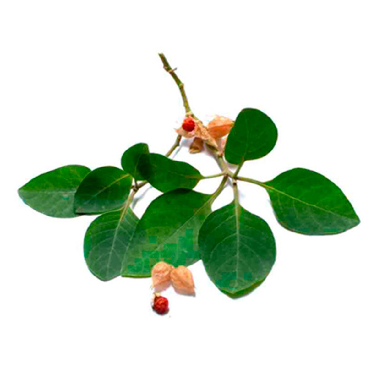 Ashwagandha Orgánica en cápsulas (60 x 500mg) - Tikafarma