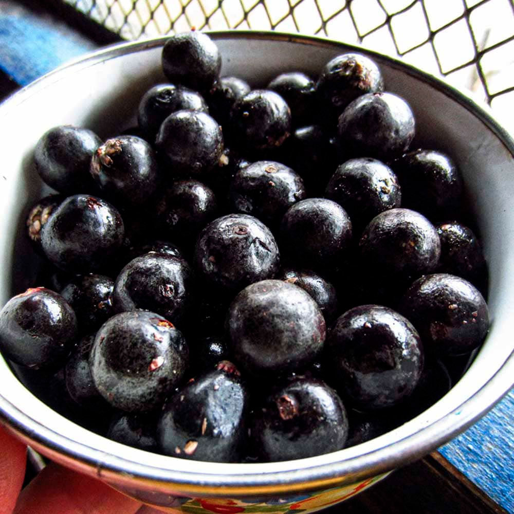 Acai Berry en cápsulas (100 x 500mg)