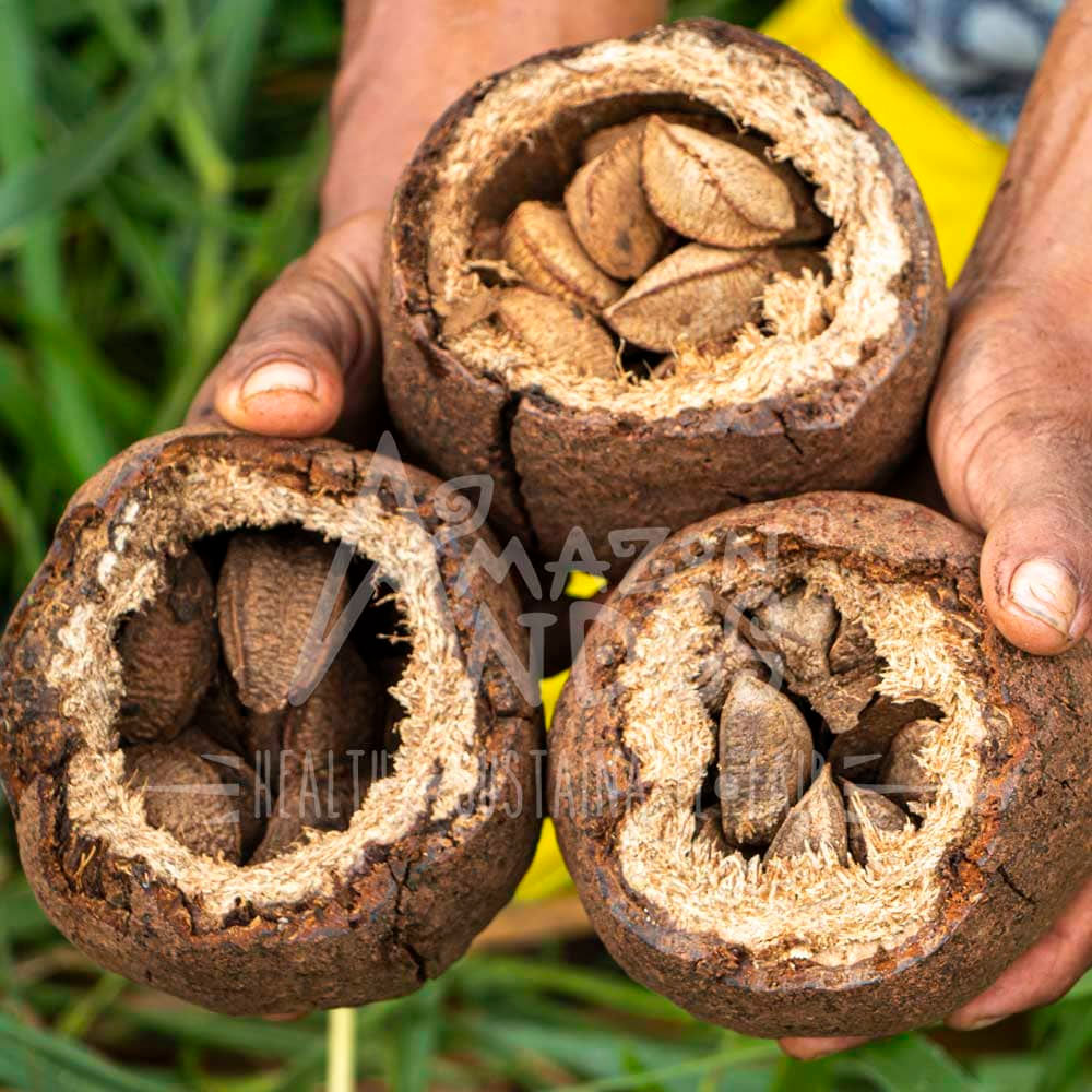 Aceite de Castaña (Selenio Natural) en cápsulas (100 x 500mg)
