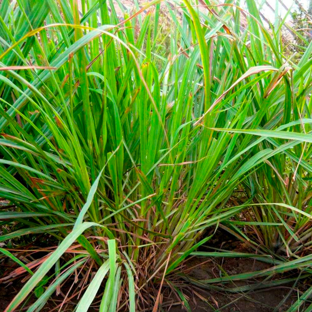 Aceite Esencial de Hierba Luisa x 10ml