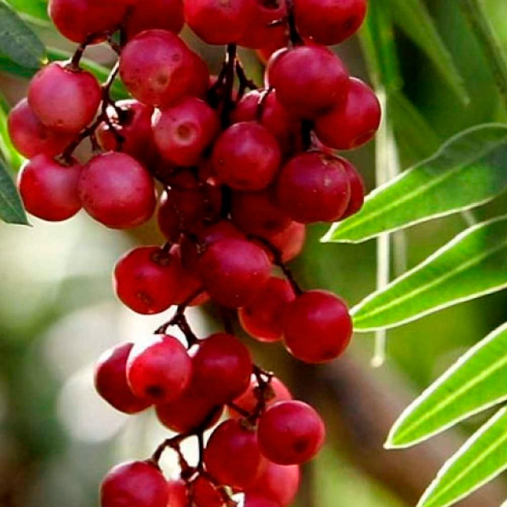 Aceite Esencial de Molle x 10ml