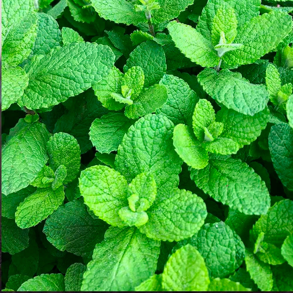 Aceite Esencial de Muña x 10ml