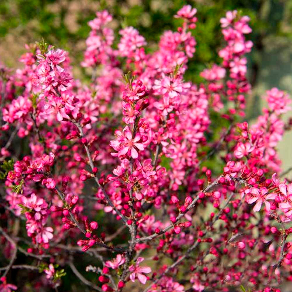 Aceite Esencial de Palo Rosa x 10ml