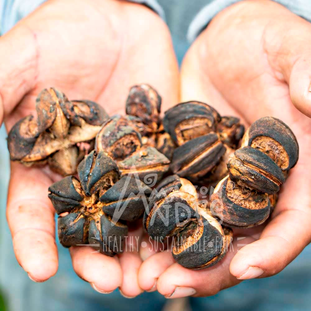 Omega 3-6-9 - Sacha Inchi orgánico en cápsulas (100 x 500mg)