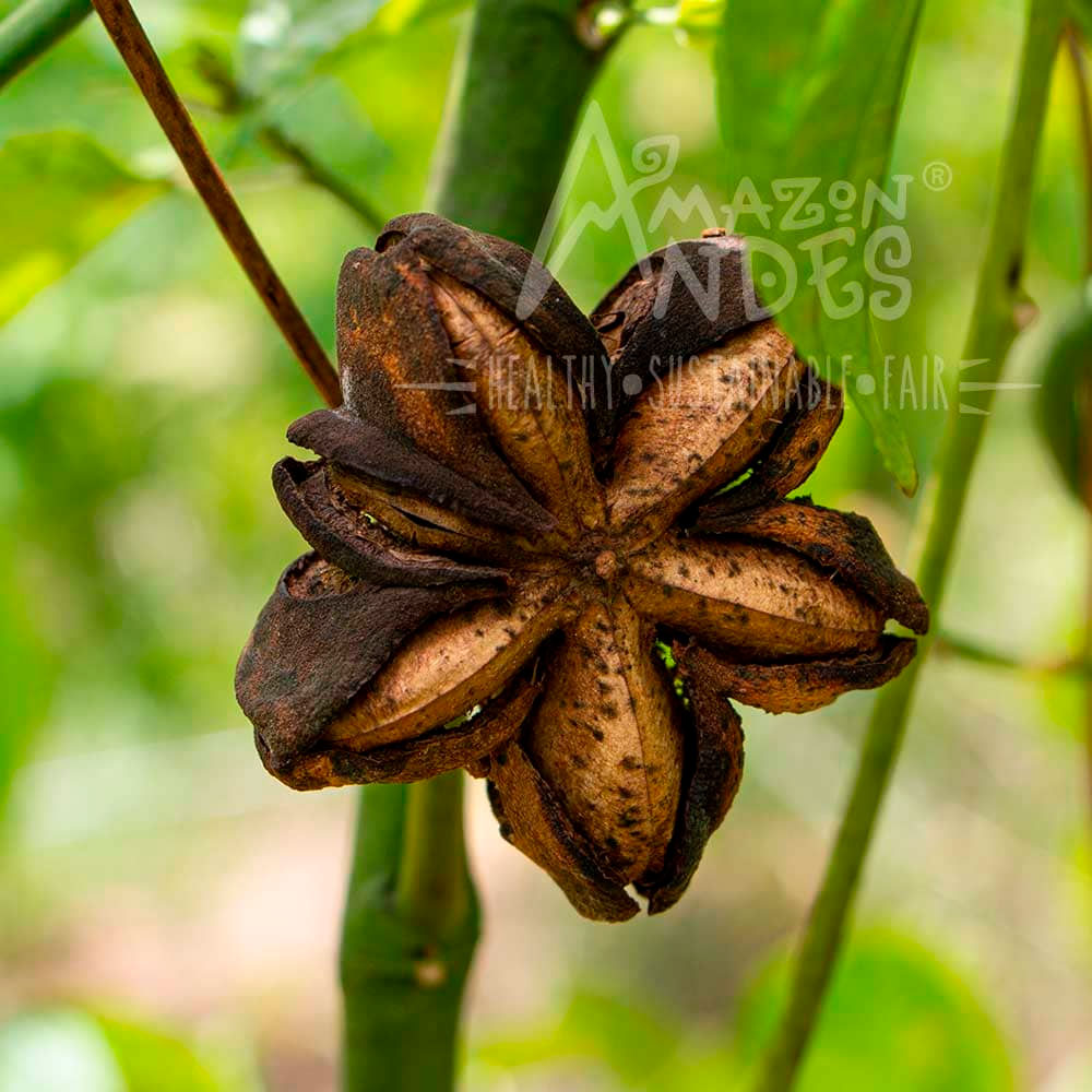 Omega 3-6-9 - Sacha Inchi orgánico en cápsulas (100 x 500mg)