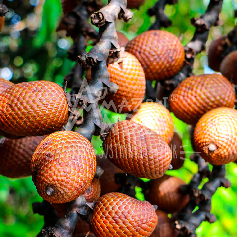 Aguaje y Maca Roja en cápsulas (120 x 500mg)