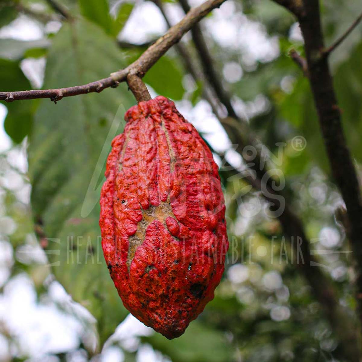 Cacao Orgánico en polvo x 200g