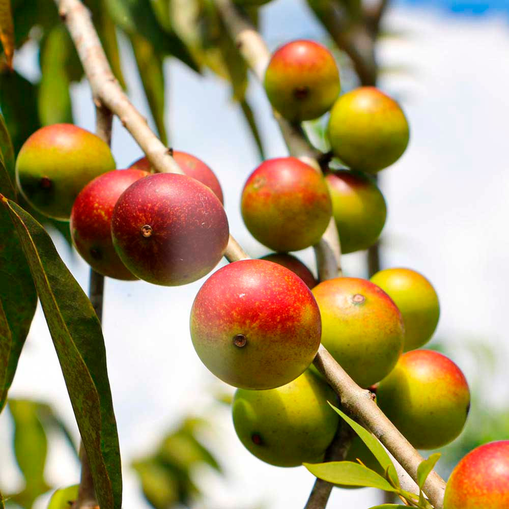 Camu Camu Orgánico - Vitamina C Natural en cápsulas (100 x 500mg)