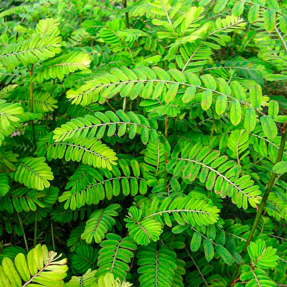 Chancapiedra en cápsulas (100 x 500mg)