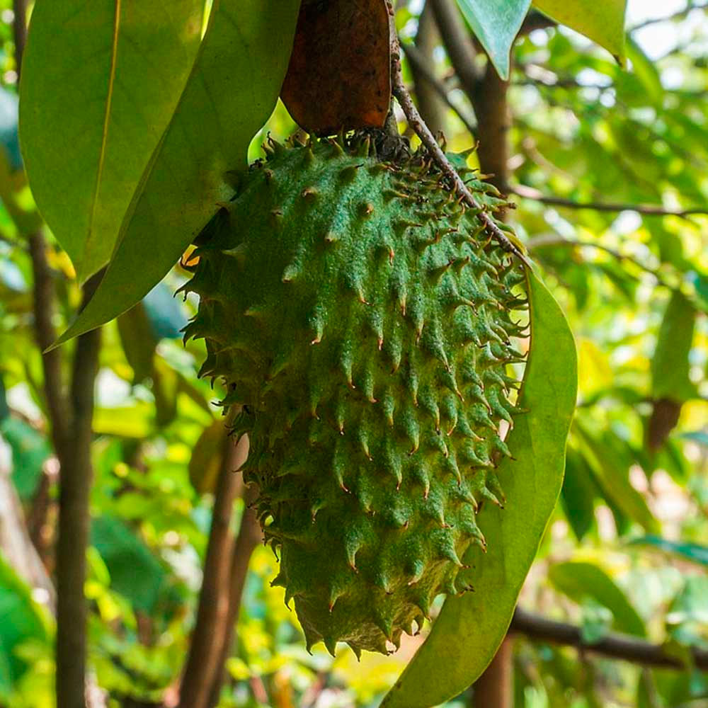 Graviola en cápsulas (100 x 400mg)