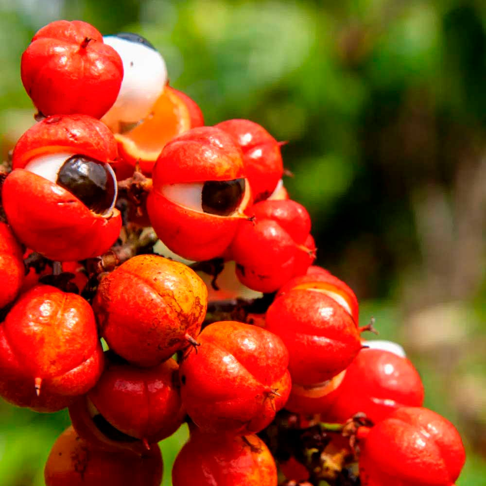 Guaraná en cápsulas (100 x 500mg)