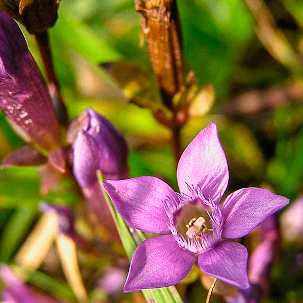 Hercampuri en cápsulas (100 x 500mg)
