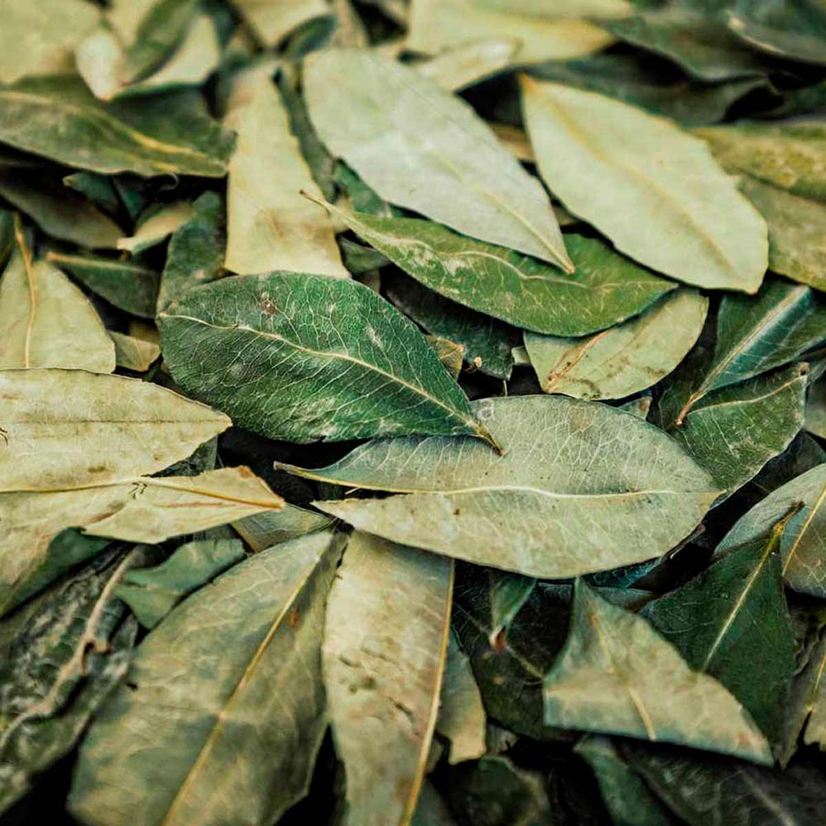 Hoja de Coca en cápsulas (120 x 500mg)