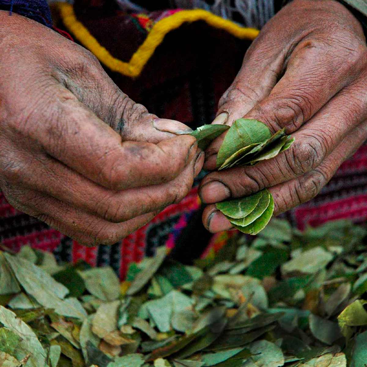 Hoja de Coca en cápsulas (120 x 500mg)