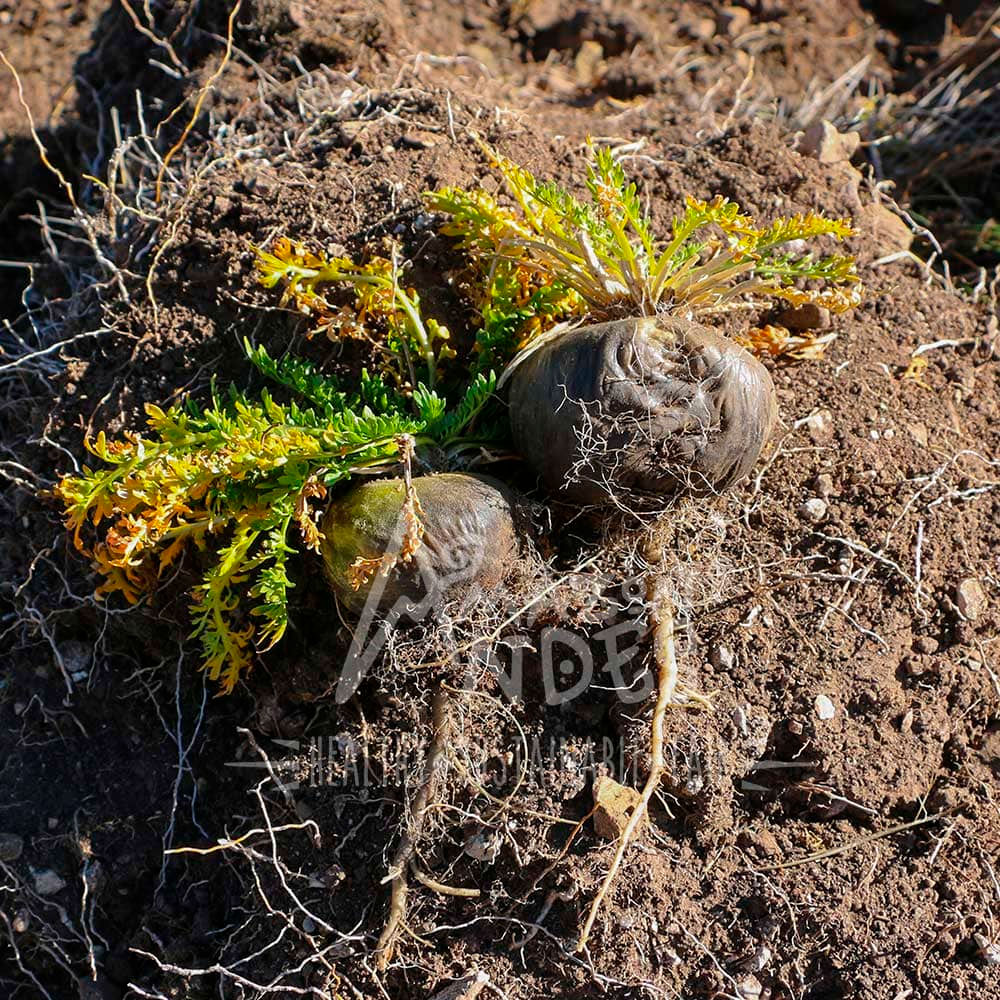 Huanarpo Macho y Maca Negra en cápsulas (120 x 500mg)