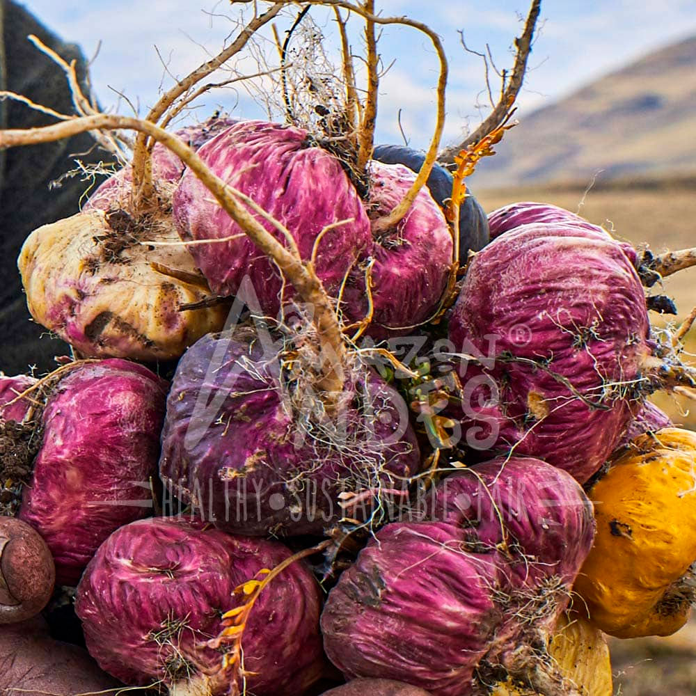 Maca Roja Orgánica Gelatinizada en cápsulas (100 x 500mg)
