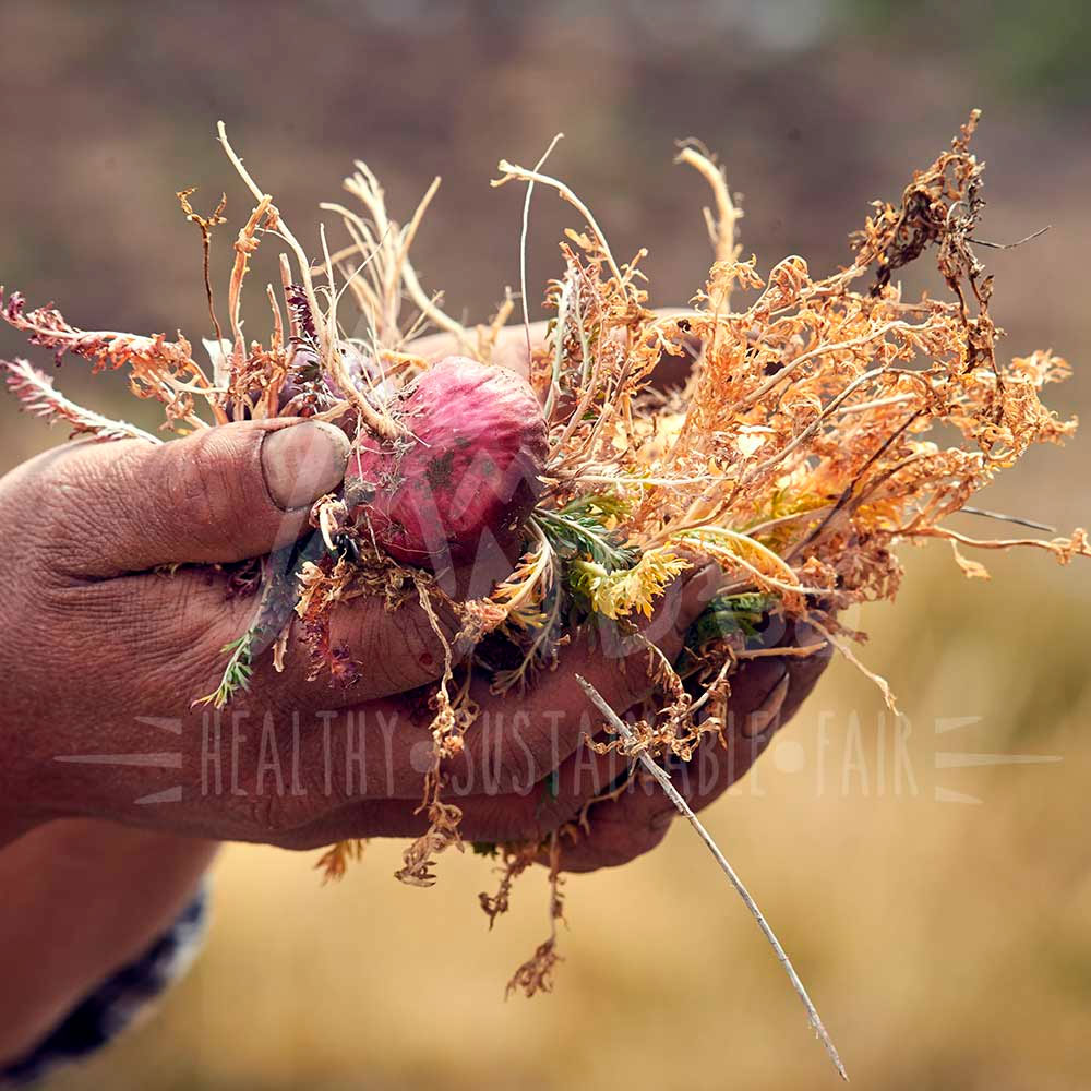 Maca Roja Orgánica Gelatinizada en polvo x 200g