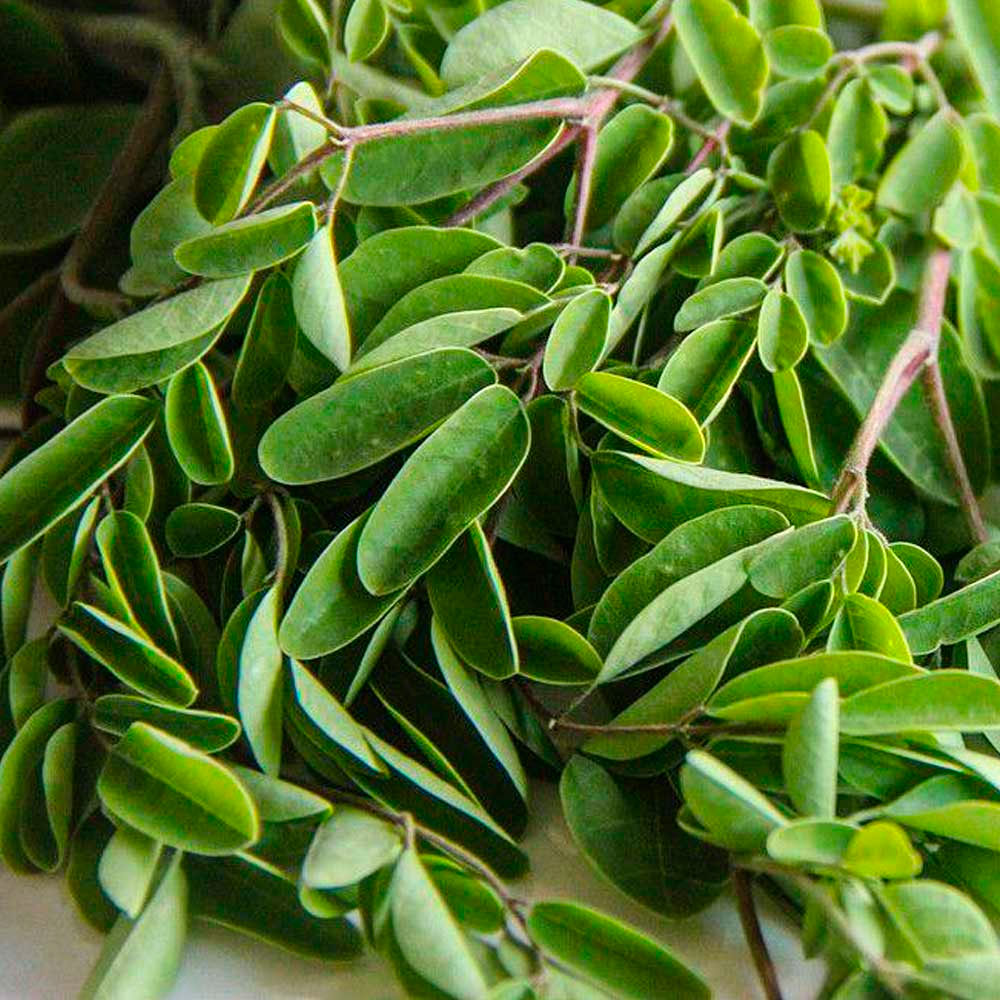 Moringa en cápsulas (120 x 400mg)