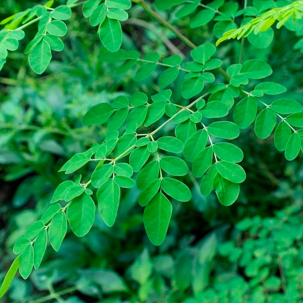 Moringa en polvo x 200g