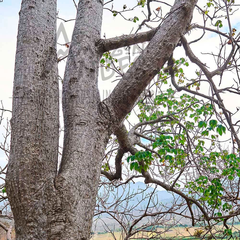 Conos de Palo Santo x 20u