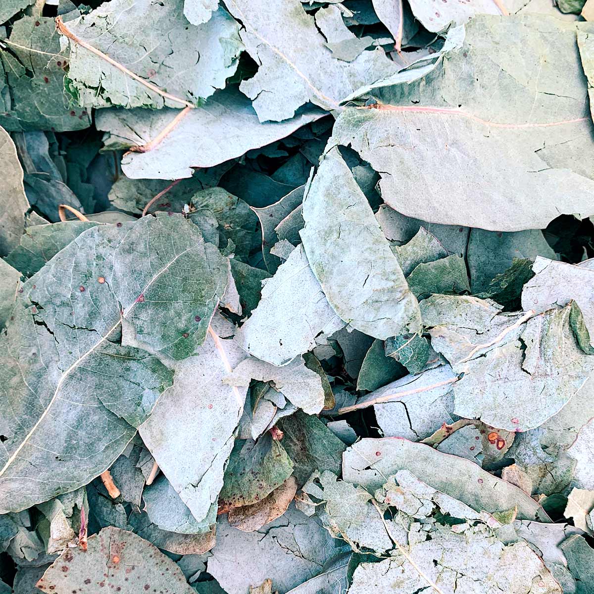 Pomada Respiratoria Natural con Eucalipto, Menta y Alcanfor – Alivio de Tos y Congestión Nasal