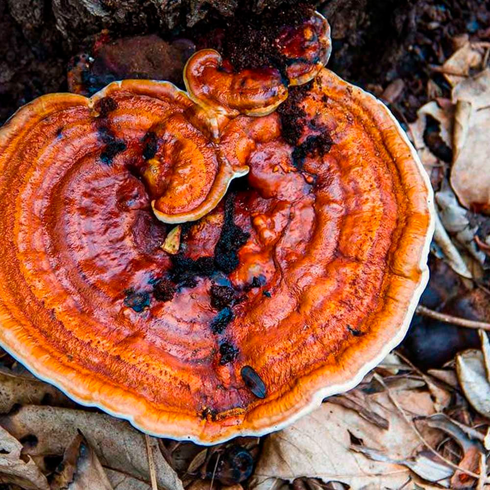 Reishi (Ganoderma Lucidum) en cápsulas (90 x 350mg)