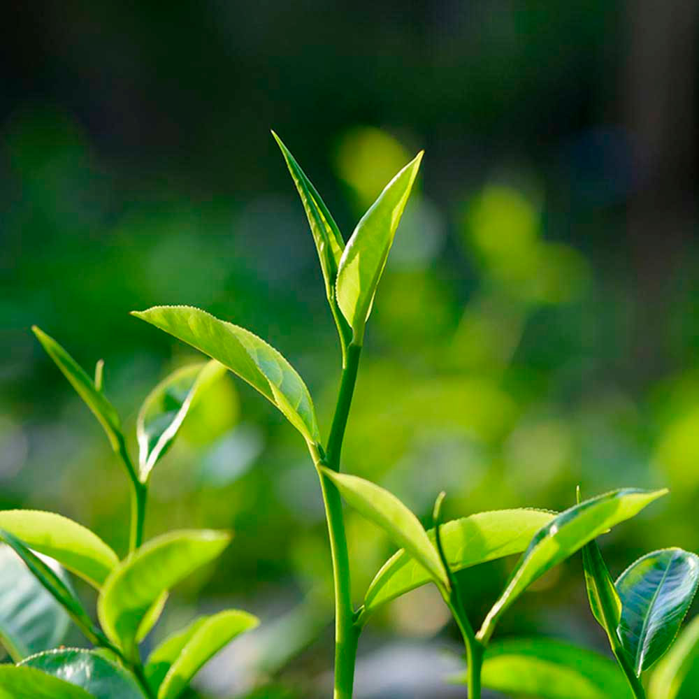 Té Verde en cápsulas (100 x 500mg)