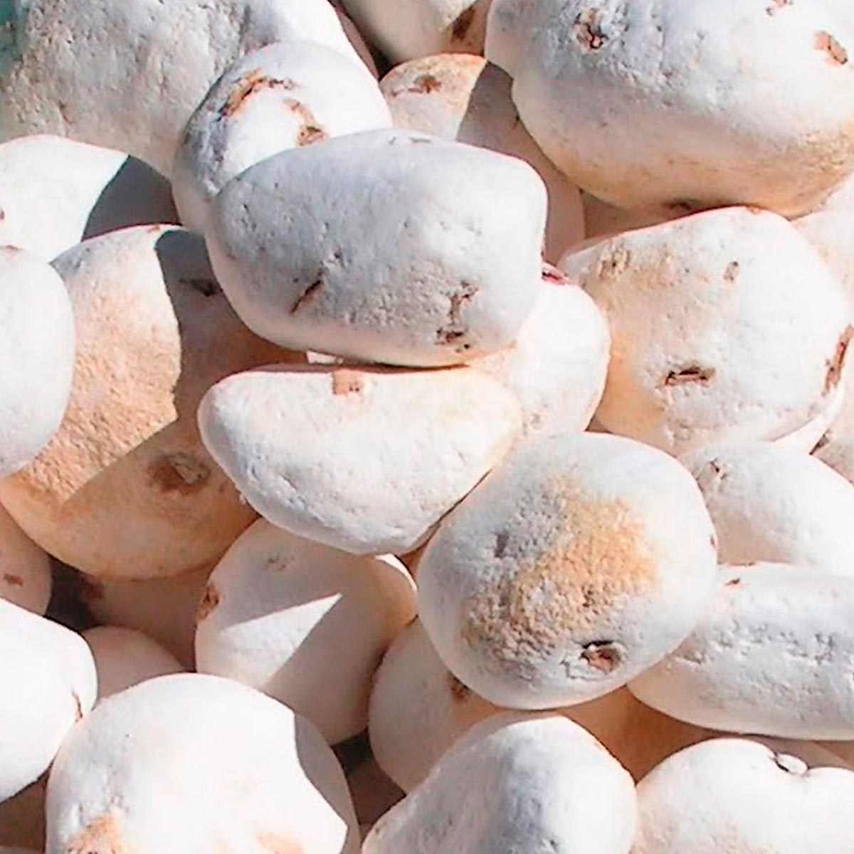 Tocosh en cápsulas (100 x 400mg)