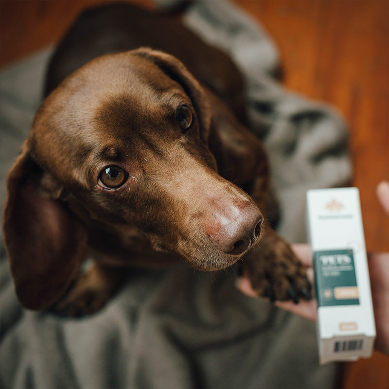 Botanicann Pets CBD Oil 100mg x 10ml (1%) - Razas Pequeñas