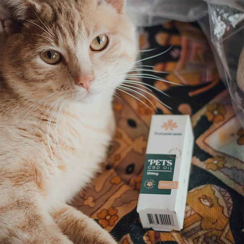 Botanicann Pets CBD Oil 100mg x 10ml (1%) - Razas Pequeñas