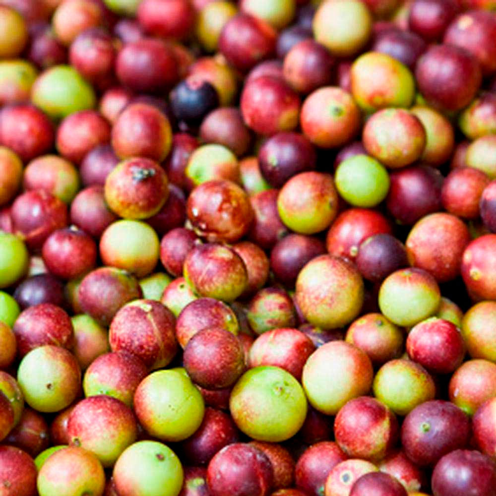 Camu Camu Orgánico - Vitamina C Natural en polvo x 200g