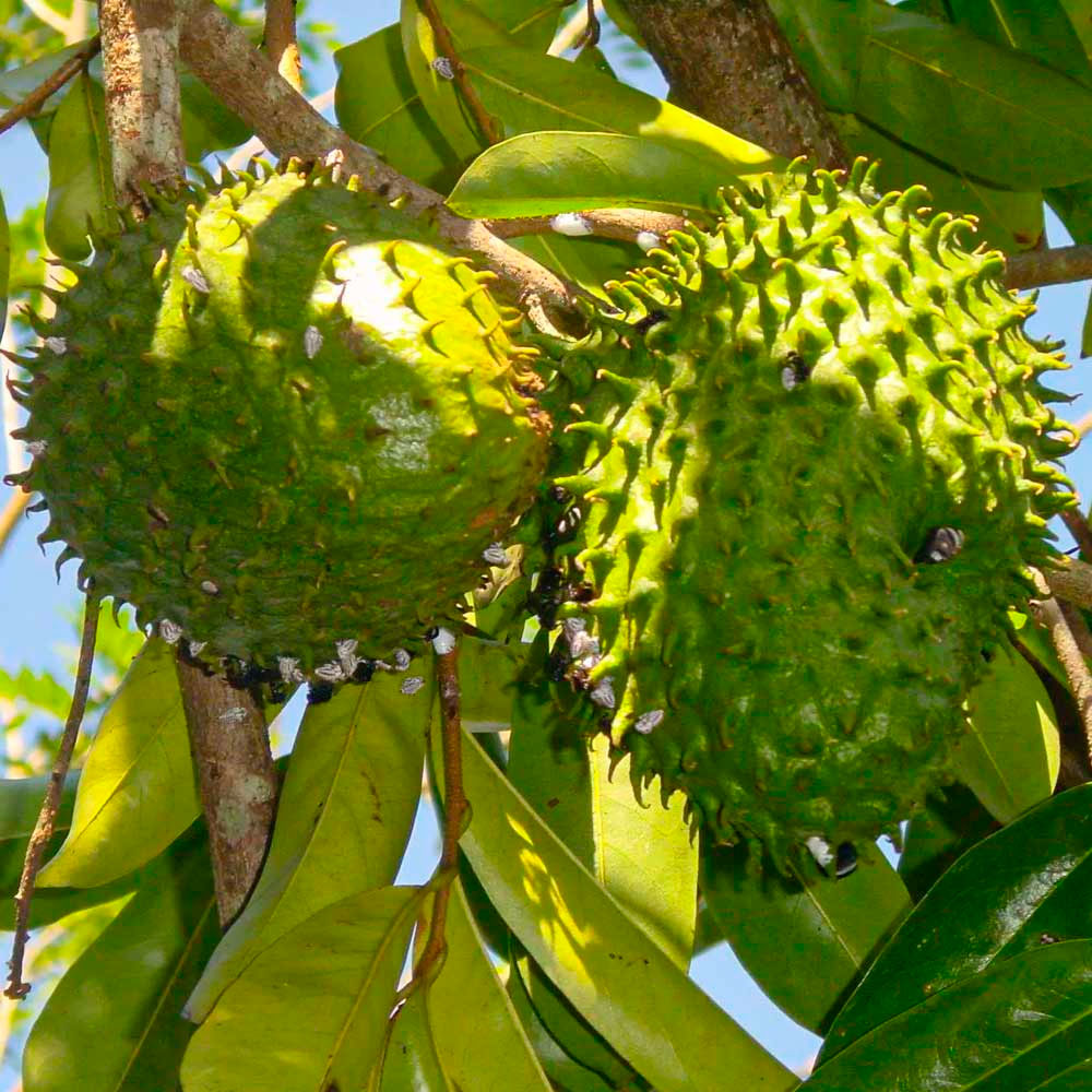 Graviola orgánica en polvo x 100g