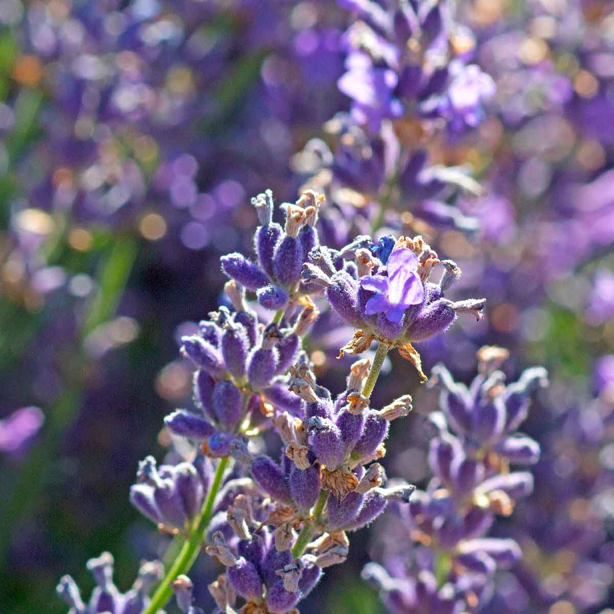 Pomada Restauradora